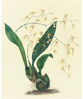 Orchidaceae: Oncidium phymatochilum - Mrs E. Powell