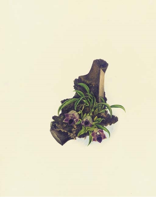 Artwork by Mrs E. Powell, Orchidaceae: Promenaea stapelioides (Link & Otto) Lindley, Made of pencil and watercolour heightened with gum arabic, on  Whatman Turkey Mill paper