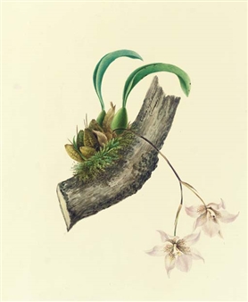 Orchidaceae: Odontoglossum clowesii - Mrs E. Powell