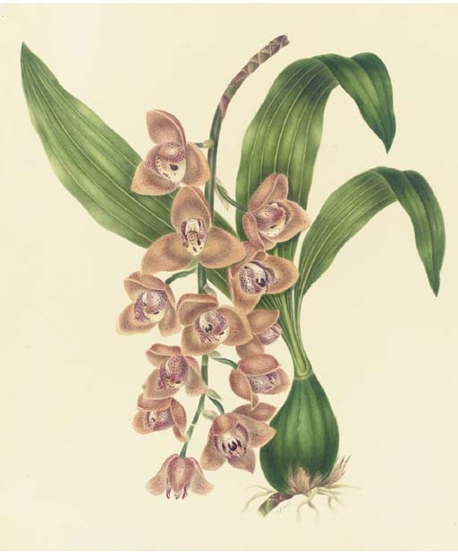 Artwork by Mrs E. Powell, Orchidaceae: Acineta superba (H.B.K.) Reichb.f, Made of pencil and watercolour with gum arabic
