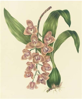 Orchidaceae: Acineta superba (H.B.K.) Reichb.f - Mrs E. Powell