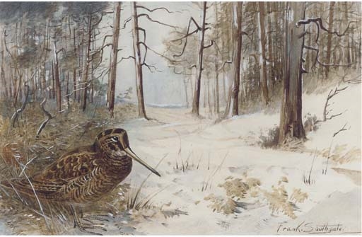 Woodcock in winter by Frank Southgate