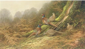 Hen and Cock Pheasant - Neil Cox