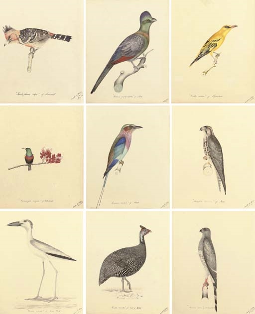 Harold Marley Millar | Red vented bulbul; Purple-crested turaco; Marico ...