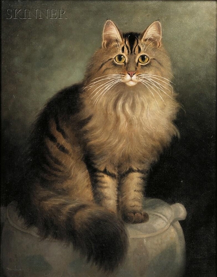 Portrait of a Maine Coon Cat by Percy Sanborn