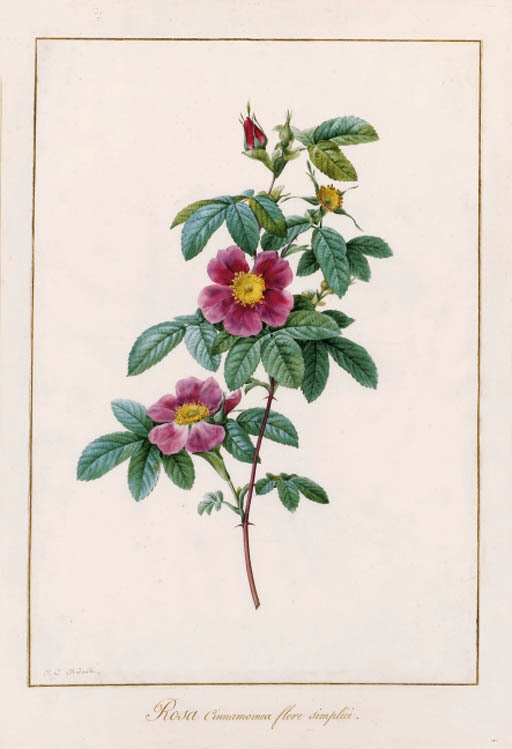 Rosa cinnamomea (Cinnamon Rose) by Pierre-Joseph Redoute