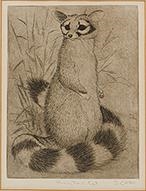 Ringtail Cat - S. Omon