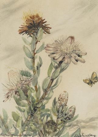 Botanical Study, Protea Punctata by Dick Findlay