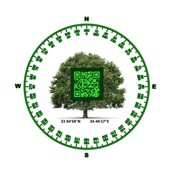 נק. ציון - עץ Waypoint - Tree - Engel Gallery, Jerusalem