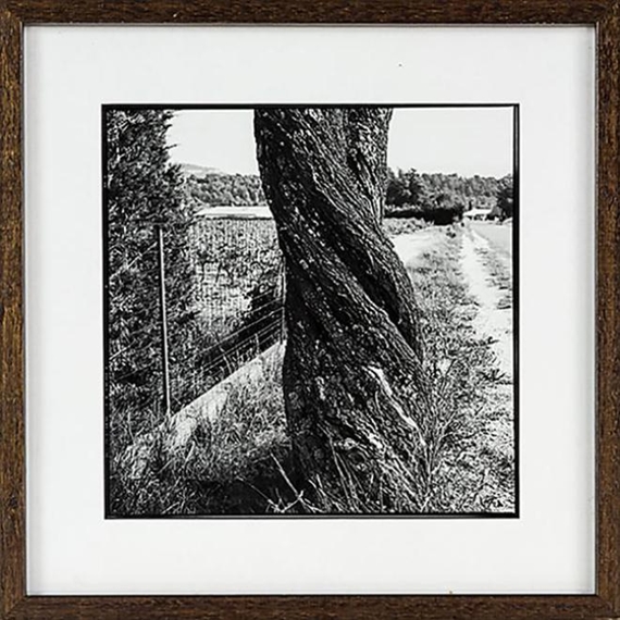 Almond Tree by Bill Culbert, 2002