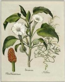 Stramonia II halimus III. Botris Draconti & Major Handkol by Basilius Besler, 1613