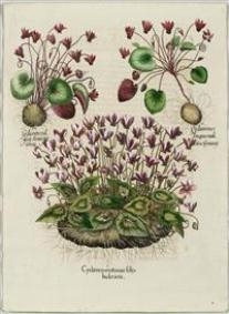 Cyclamen serotinum foliis hederaceis II. Cyclaminus longius radicatus Camerarii. III. Cyclamen vulgar porcinus Panis. Handkol by Basilius Besler, 1613