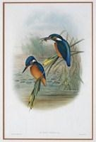 Study of kingfishers by Henry Constantine Richter, John Gould