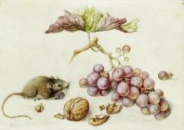 Still life with mouse, walnut and grapes by German School, 18th Century