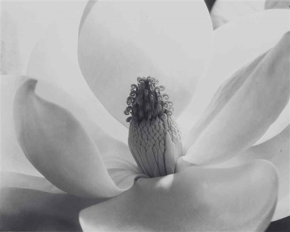 Magnolia Blossom, 1925 by Imogen Cunningham, 1925