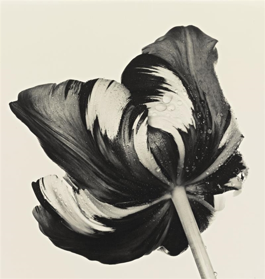 COTTAGE TULIP: SORBET, NYC by Irving Penn, 1967, printed in 1987