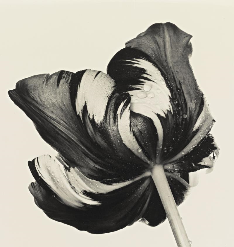Artwork by Irving Penn, COTTAGE TULIP: SORBET, NYC, Made of platinum-palladium print