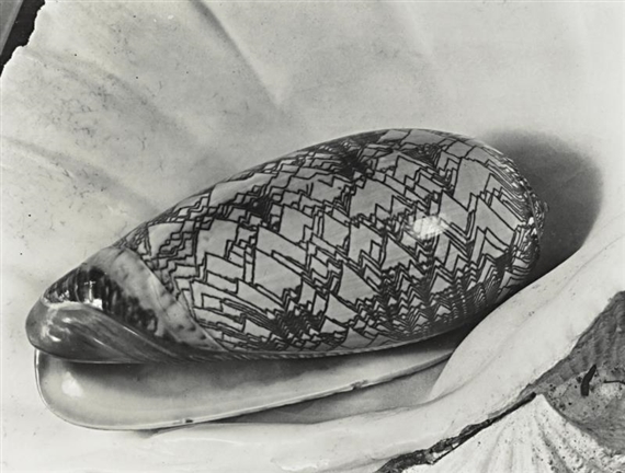 SHELL IN SHELL by Imogen Cunningham, early 1930s