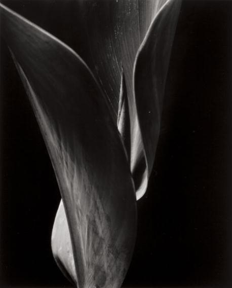 Willard Van Dyke | Canna Leaf (1933 - 1934) | MutualArt