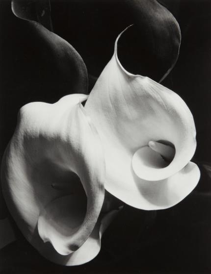 Two Callas by Imogen Cunningham, 1929, printed 1970s