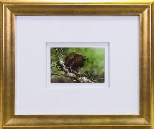 Paul Margocsy | Australian wedge-tailed eagle | MutualArt