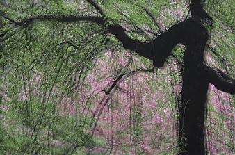 Colours of spring - Huang Guiquan