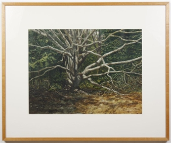 Aging Beech - James F. McComb