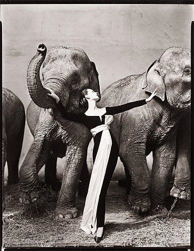 Dovima with elephants, evening dress by Dior, Cirque d'Hiver, Paris, August by Richard Avedon, 1955