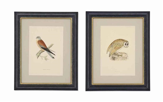 24 WORKS: WRAPTORS by Francis Orpen Morris