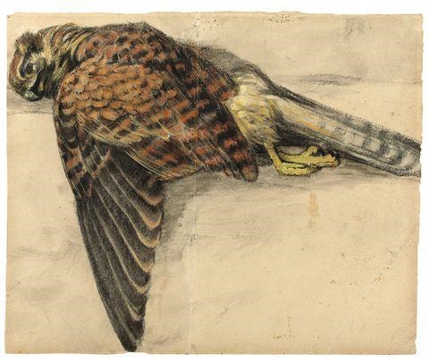 TOTER TURMFALKE by Franz Marc, 1907