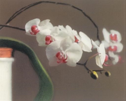 Orchidee II