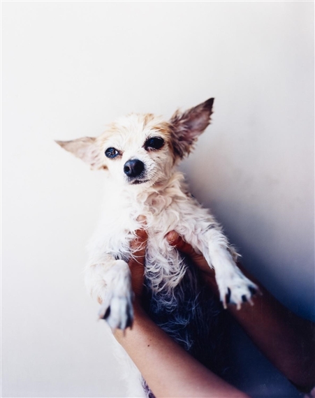 My dog, royce i (from the series: tokyo and my daughter) by Takashi Homma, 2005