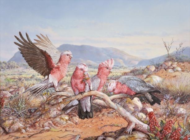 Michael Piper | Galahs and Wild Hops near Wilpena, Flinders Ranges ...