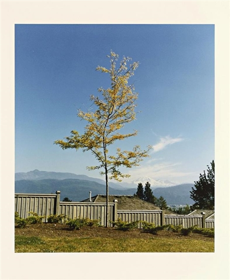 TREE ON THE FORMERA SITE OF CAMERA OBSCURA by Rodney Graham, 1996-1998