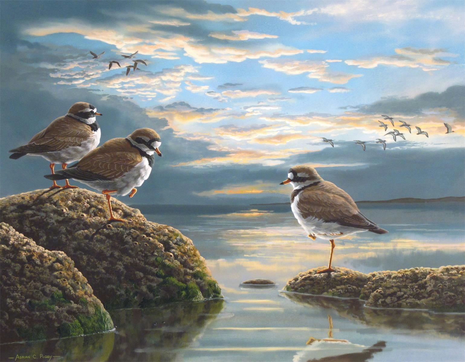 Adrian Rigby | Ringed Plovers | MutualArt