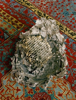 24/7 (still life) - Cohen Gallery