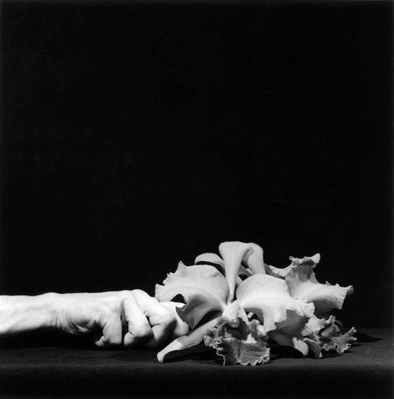 Robert Mapplethorpe - Weinstein Hammons Gallery