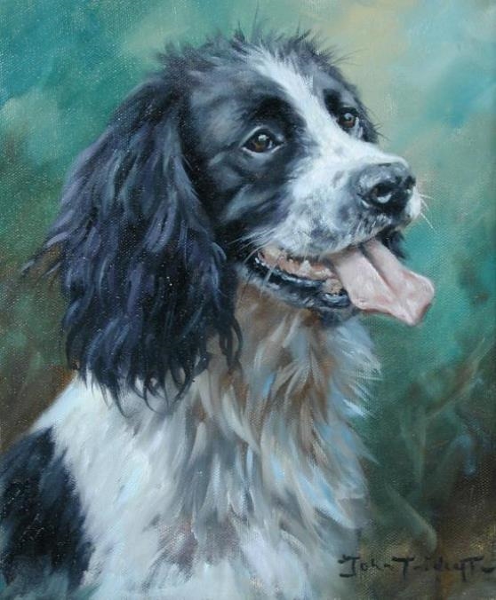 English Springer Spaniel Black And White