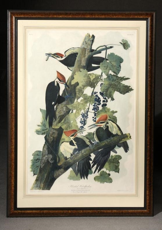 Pileated Woodpecker (Plate 257) by John James Audubon, 1860