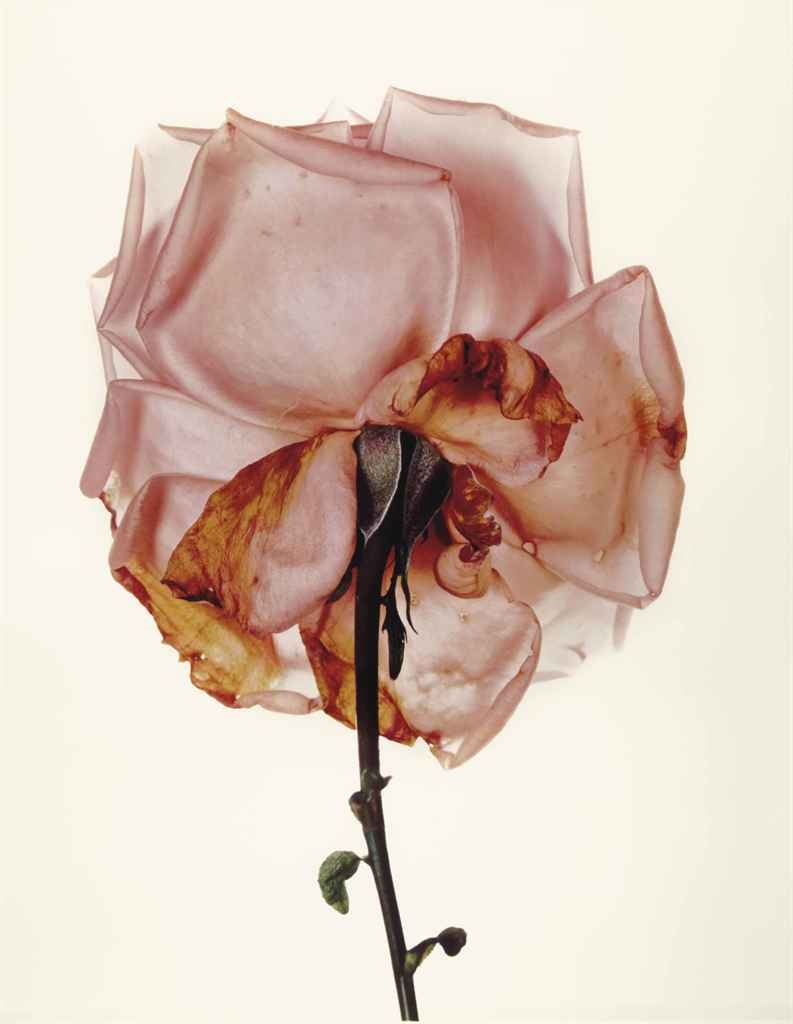 Irving Penn | Rose: Blue Moon,London, 1970 | MutualArt