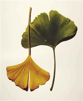 Gingko Leaves, New York, 1990 - Irving Penn