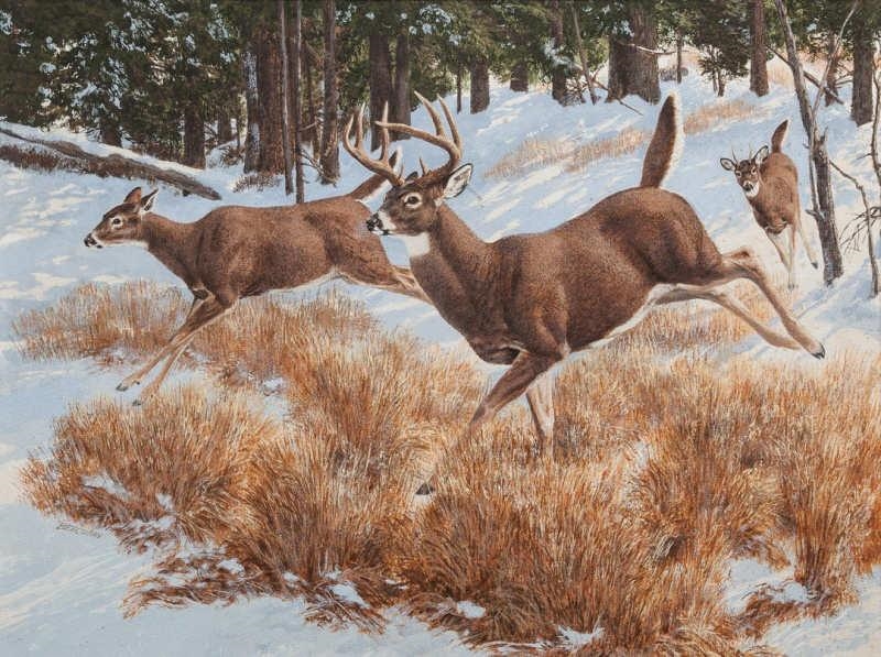 Artwork by Tom Beecham, Deer, Made of Oil on board