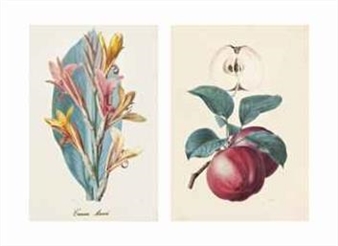Study of an apple; Study of a peach; Study of a Maire Guisse pear; and A study of Canna Annei - Alfred Riocreux
