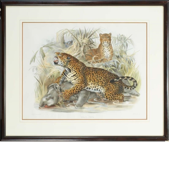 FELIS ONCA by J. Wolf, J. Smit