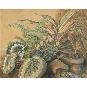 STUDY OF FOREST PLANTS ON A BANK - Rosa Place