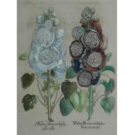 MALUA ROSEA MULTIPLEX by Basilius Besler, 1613
