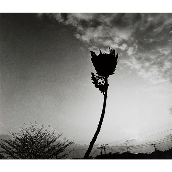 Work by Nobuyoshi Araki, 2009