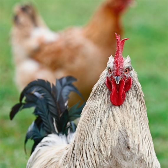 Transition - Anita Beckers