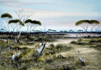 Northern Wild (Wilderness Series) - Rob Taylor