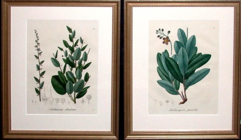 2 Works: Plant Studies by Johann Baptist Emanuel Pohl, 1826-1833